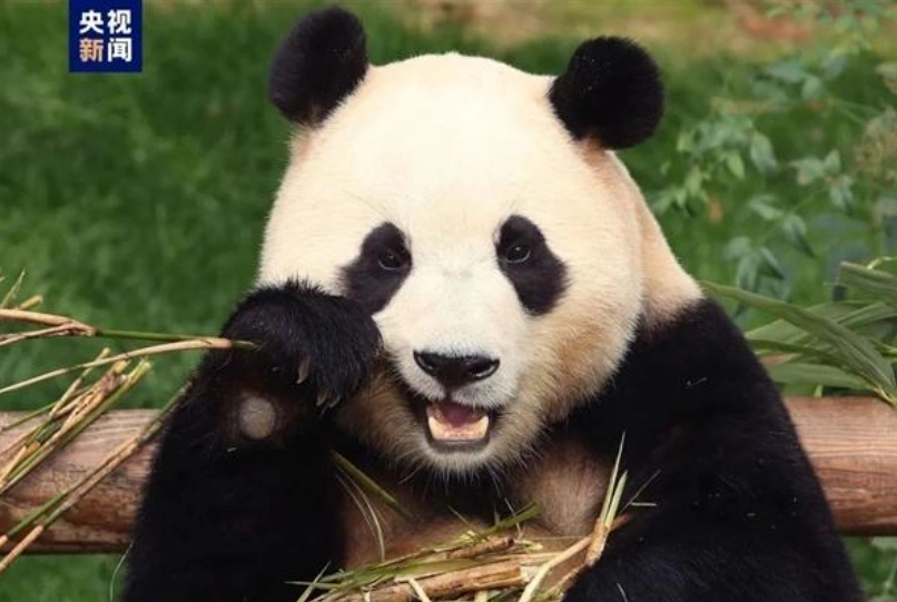 旅韓回國的福寶開始營業了：在熊貓中心臥龍神樹坪基地亮相