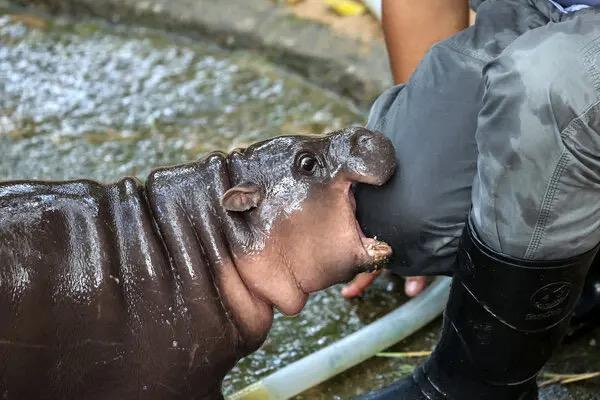 網紅河馬的 MEME 幣 MOODENG 暴漲上萬倍！動物園行情再現